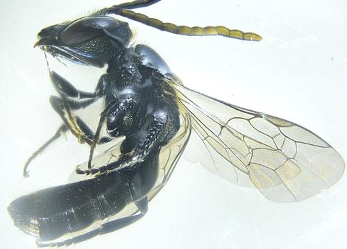 Lasioglossum morio